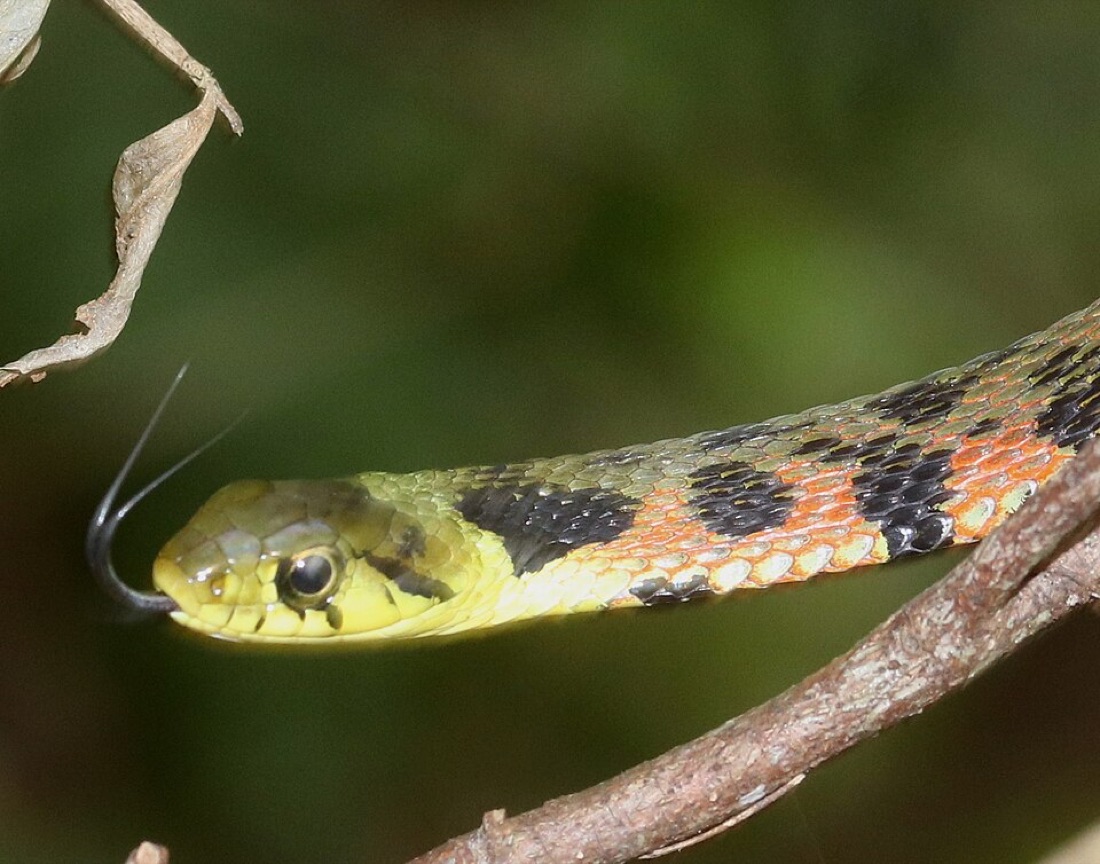首が黄色く赤と黒の斑がはっきり出たヤマカガシ