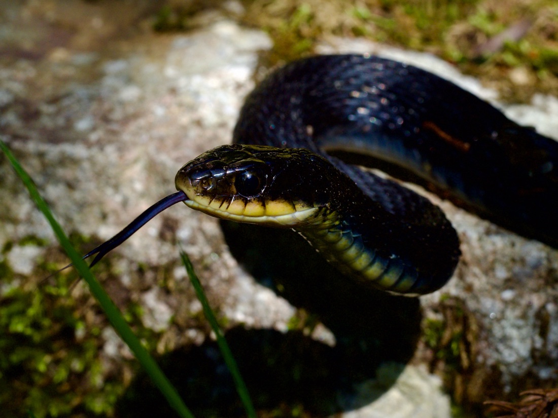 全身がほぼ黒く赤が見えないヤマカガシ