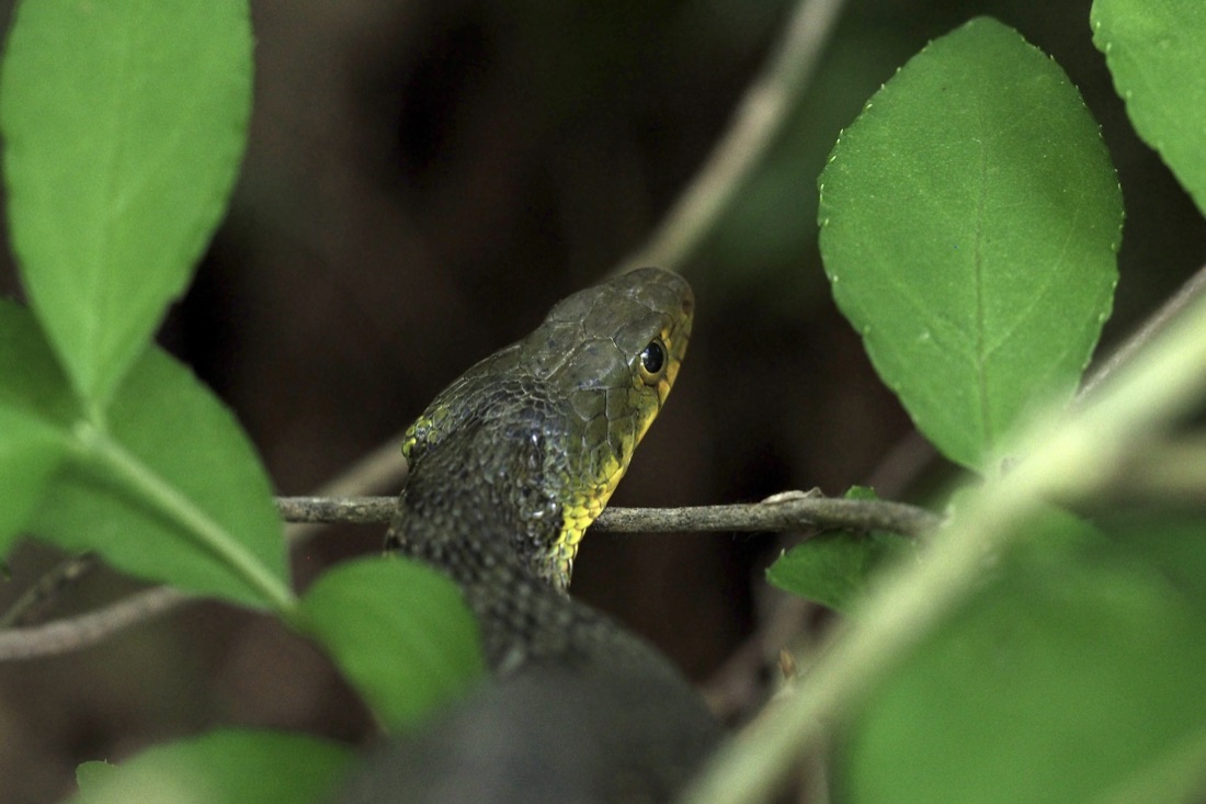 青灰色の地に黒い斑があるヤマカガシ