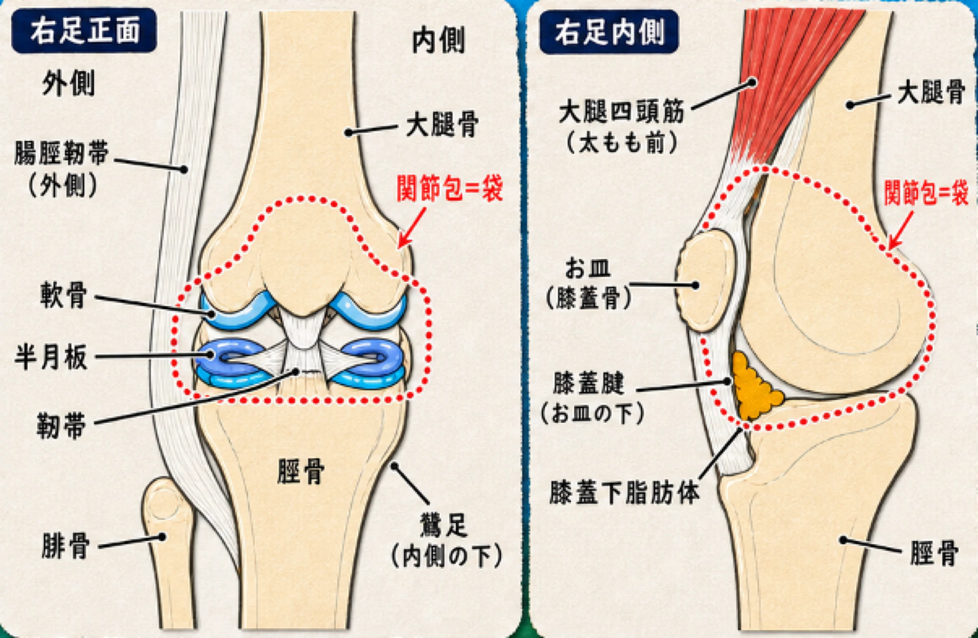 膝関節の構造図(右足正面と右足内側)。関節包=袋の中に軟骨・半月板・靭帯があり、外に大腿四頭筋・膝蓋腱・腸脛靭帯・鵞足・膝蓋下脂肪体がある
