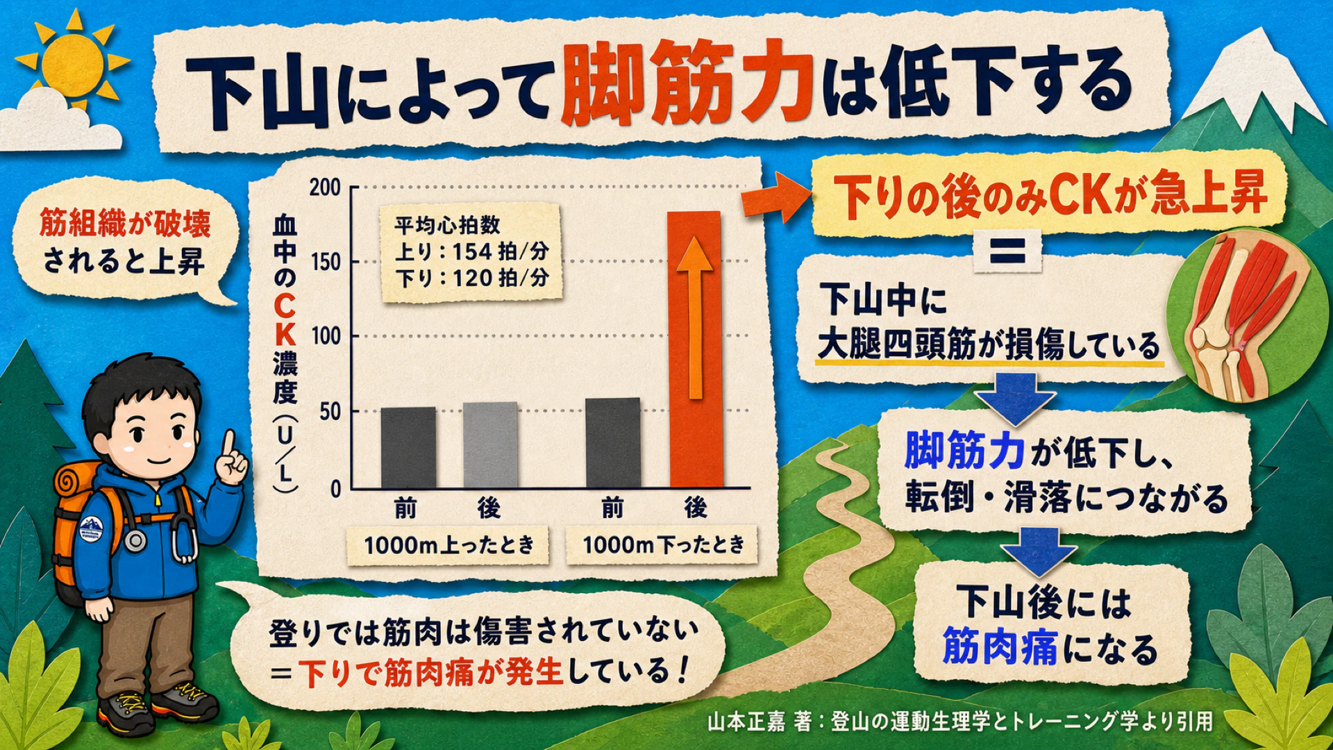下山によって脚筋力は低下する。1000m下った後のみ筋損傷マーカーCKが急上昇し、下山中に大腿四頭筋が損傷していることを示す
