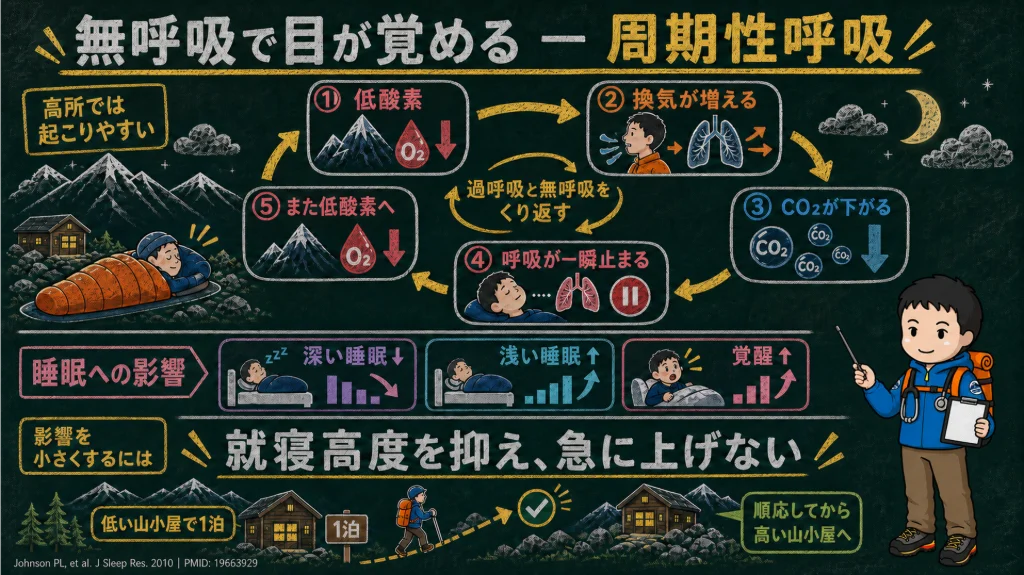 高所の周期性呼吸で目が覚める仕組みの図解。低酸素→換気が増える→二酸化炭素が下がる→呼吸が一瞬止まる→また低酸素をくり返し、深い睡眠が減って浅い睡眠と覚醒が増える。対策は就寝高度を抑え、低い山小屋で1泊して順応してから高い山小屋へ