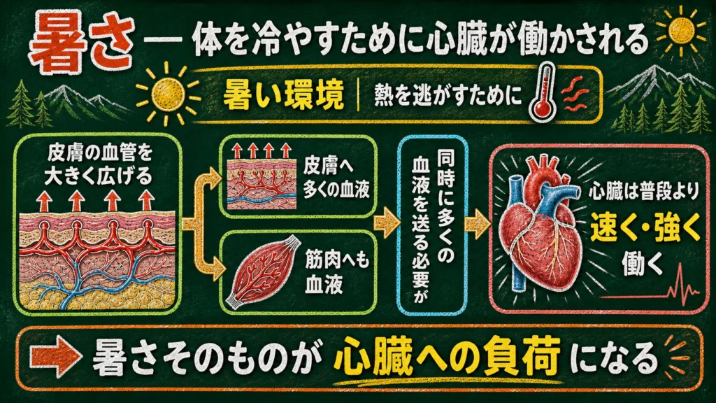 暑さで皮膚の血管が広がり、心拍出量が増えて心臓に負担がかかる仕組みの図解